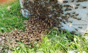 Bienenschwarm