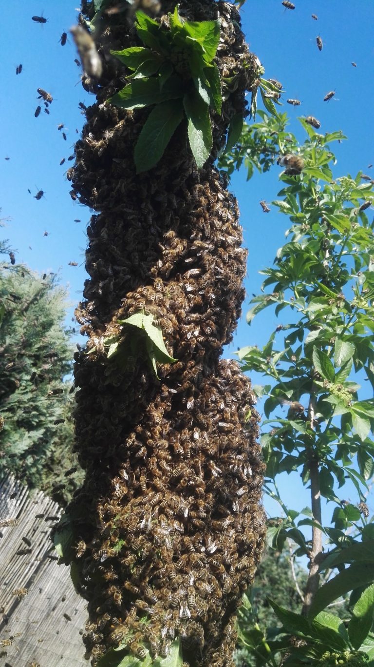 Read more about the article Bienenschwarm Hotline