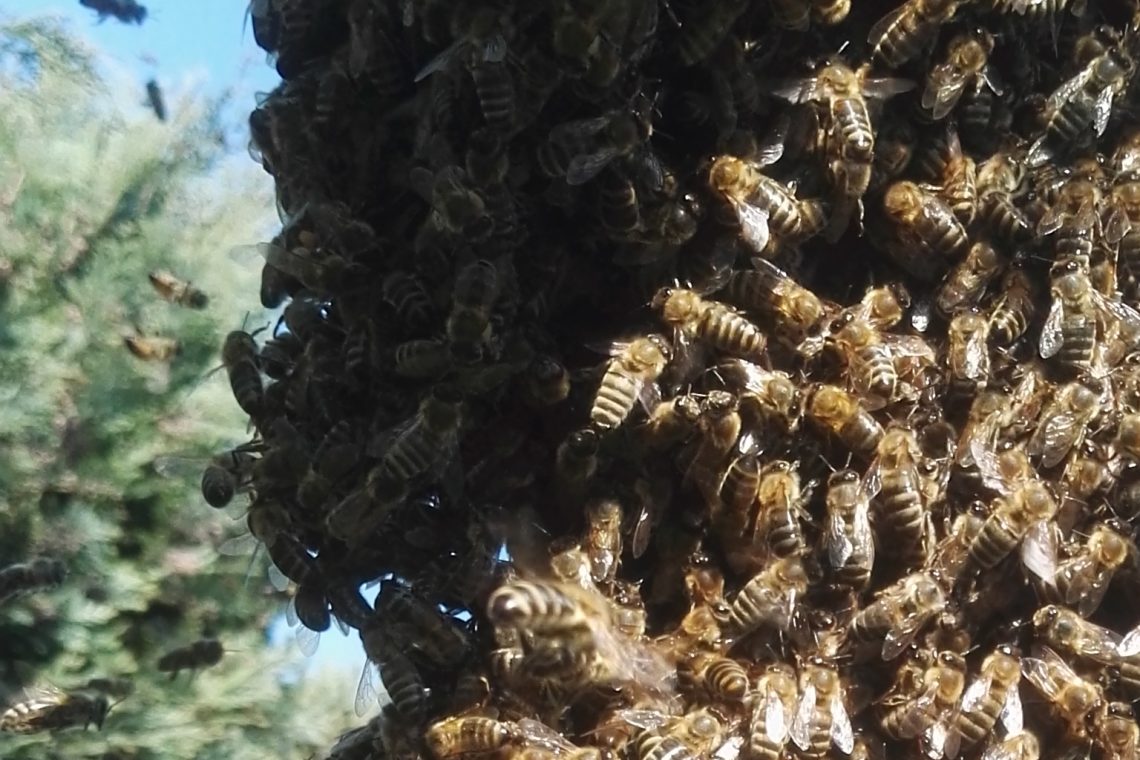 Bienenschwarm