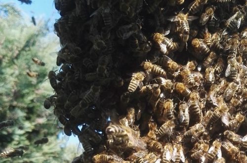 Bienenschwarm