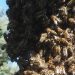 Bienenschwarm