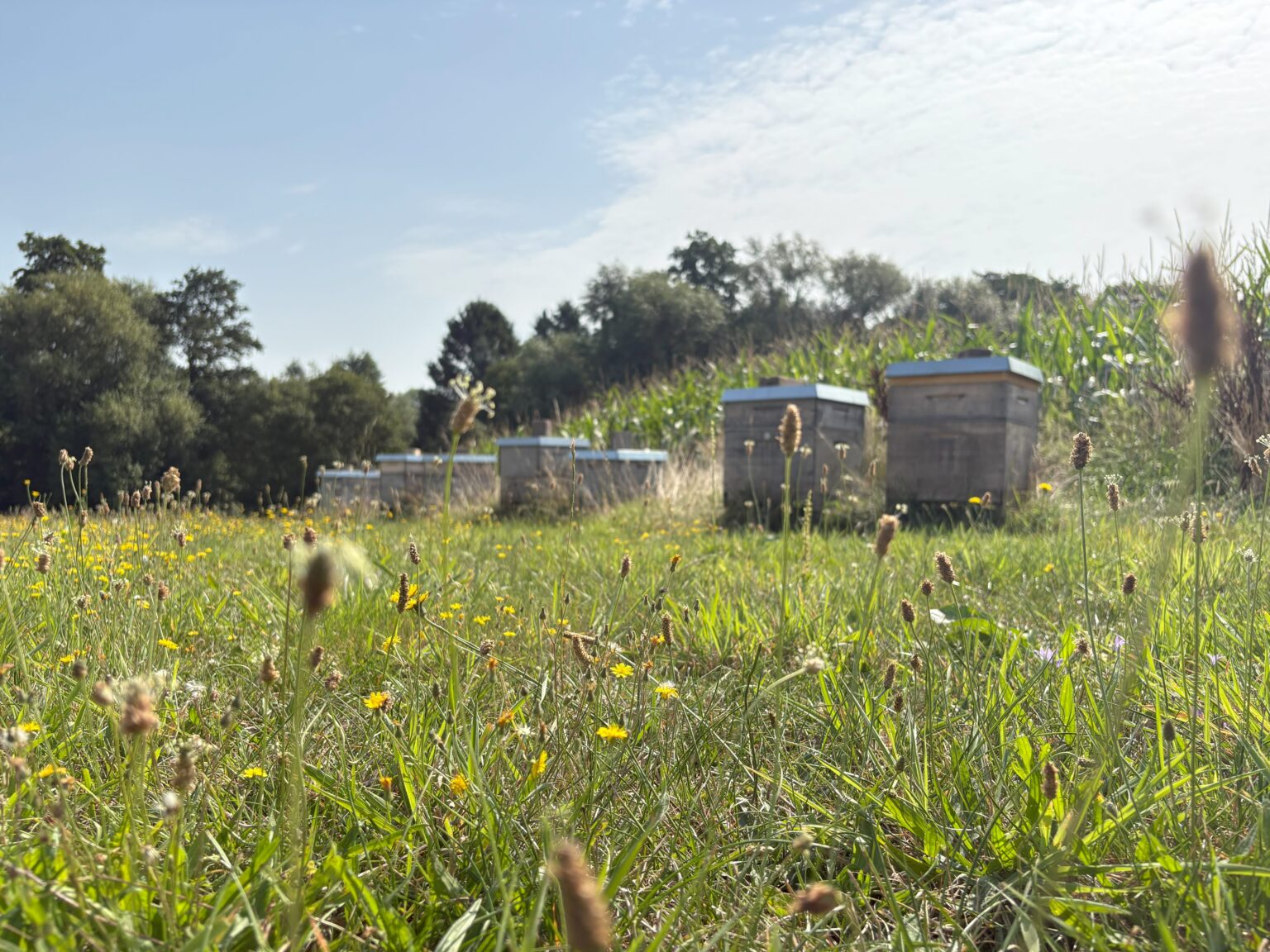 Bienenstand Gey