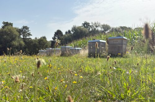 Bienenstand Gey